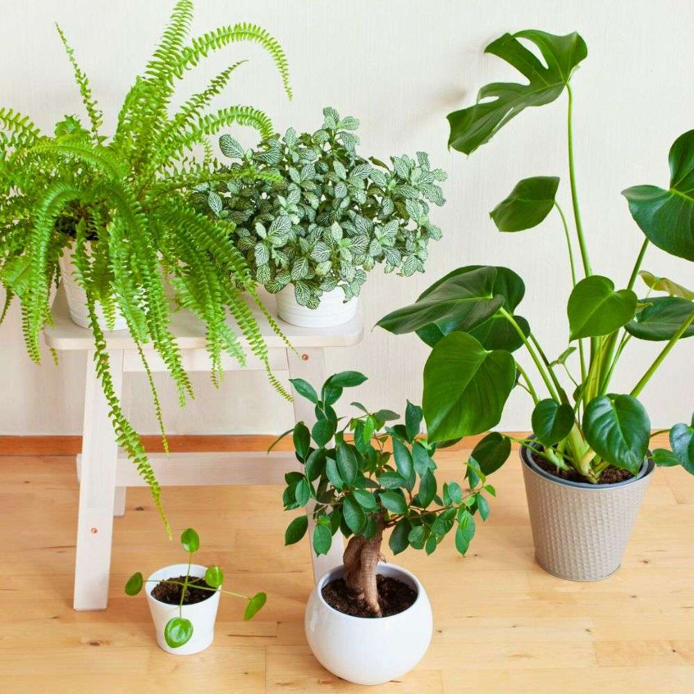 Air-Purifying Plants plants - Indoor Plant.lk