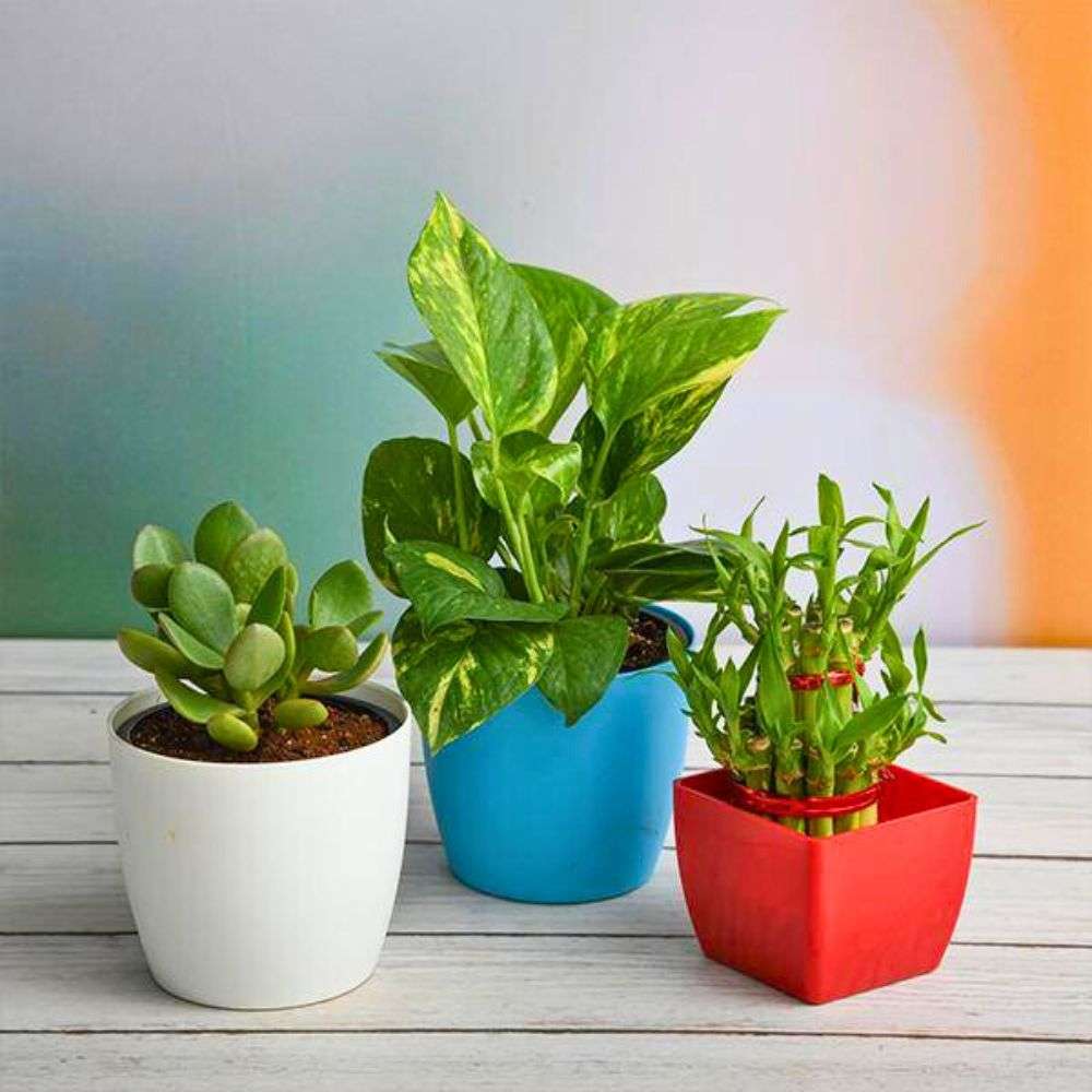 Table / Desk Plants plants - Indoor Plant.lk