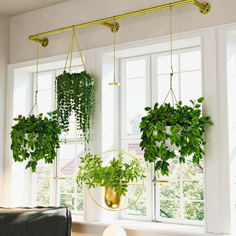 Hanging Plants plants - Indoor Plant.lk