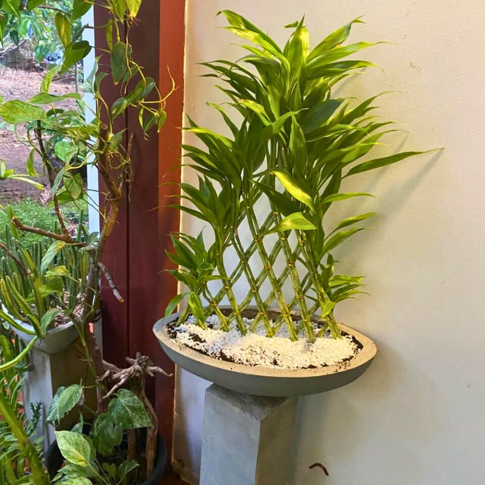 Lucky Plants plants - Indoor Plant.lk