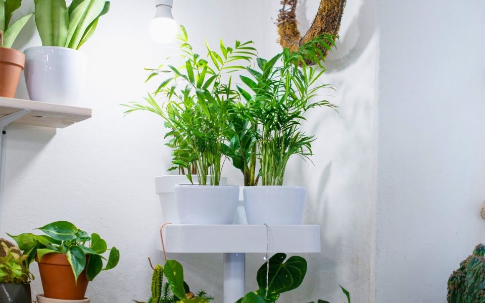 How Grow Lights Take Your Indoor Plants To The Next Level