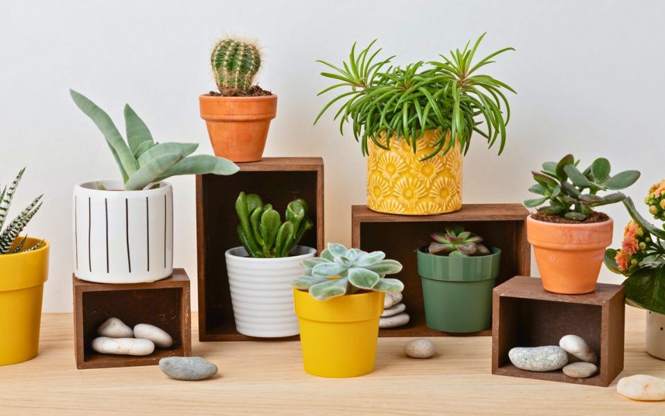 How to Give Your Desert Dweller (Cactus) the Best Life in Sri Lanka