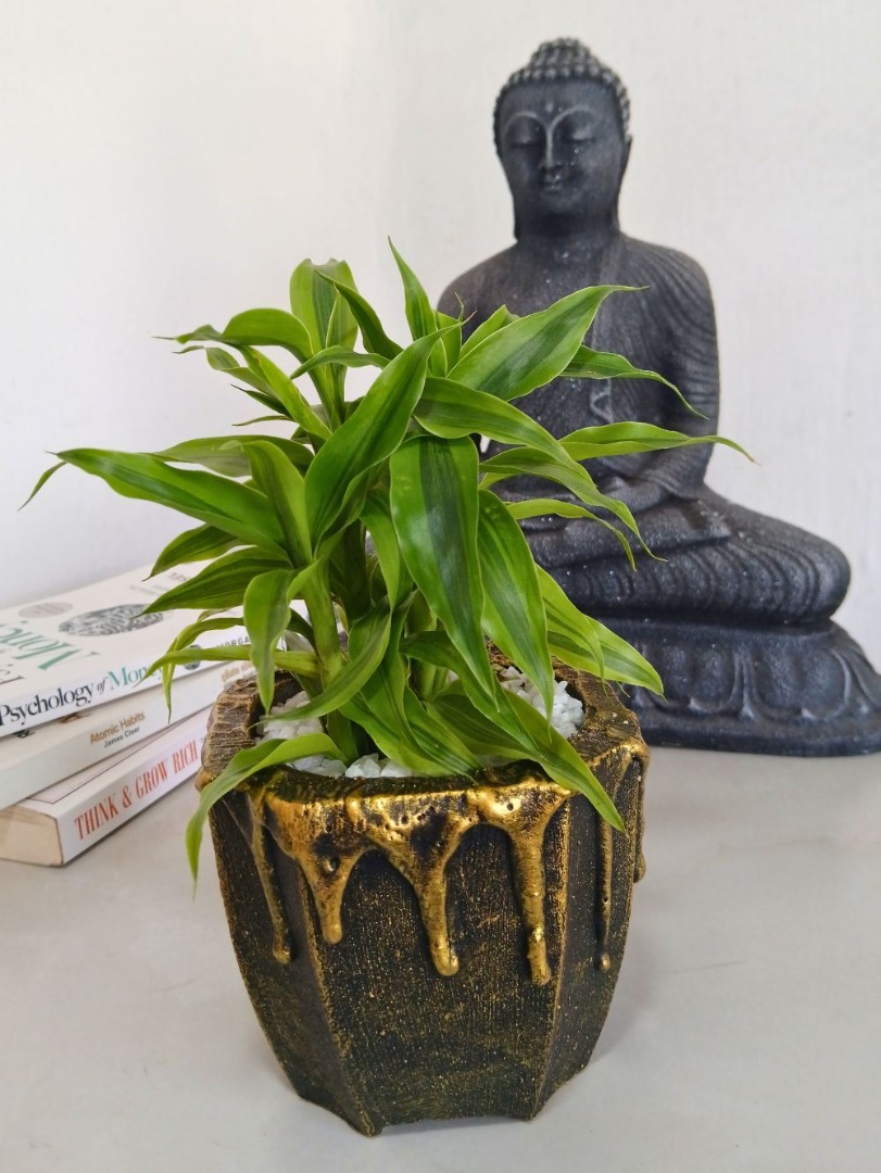Lucky Bamboo Plant with Titanium Pot - Indoor Plant.lk