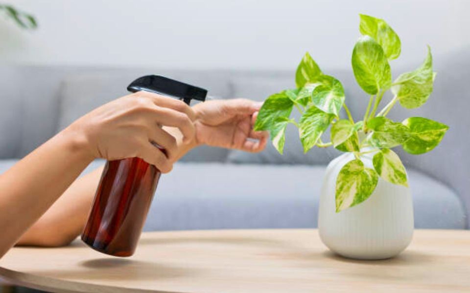 Lend Your Struggling Houseplants Fertilizer