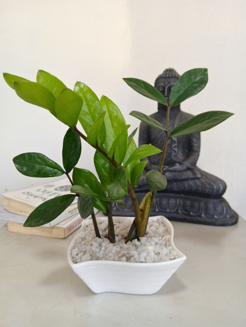 ZZ Plant with Ceramic Pot - Indoor Plant.lk