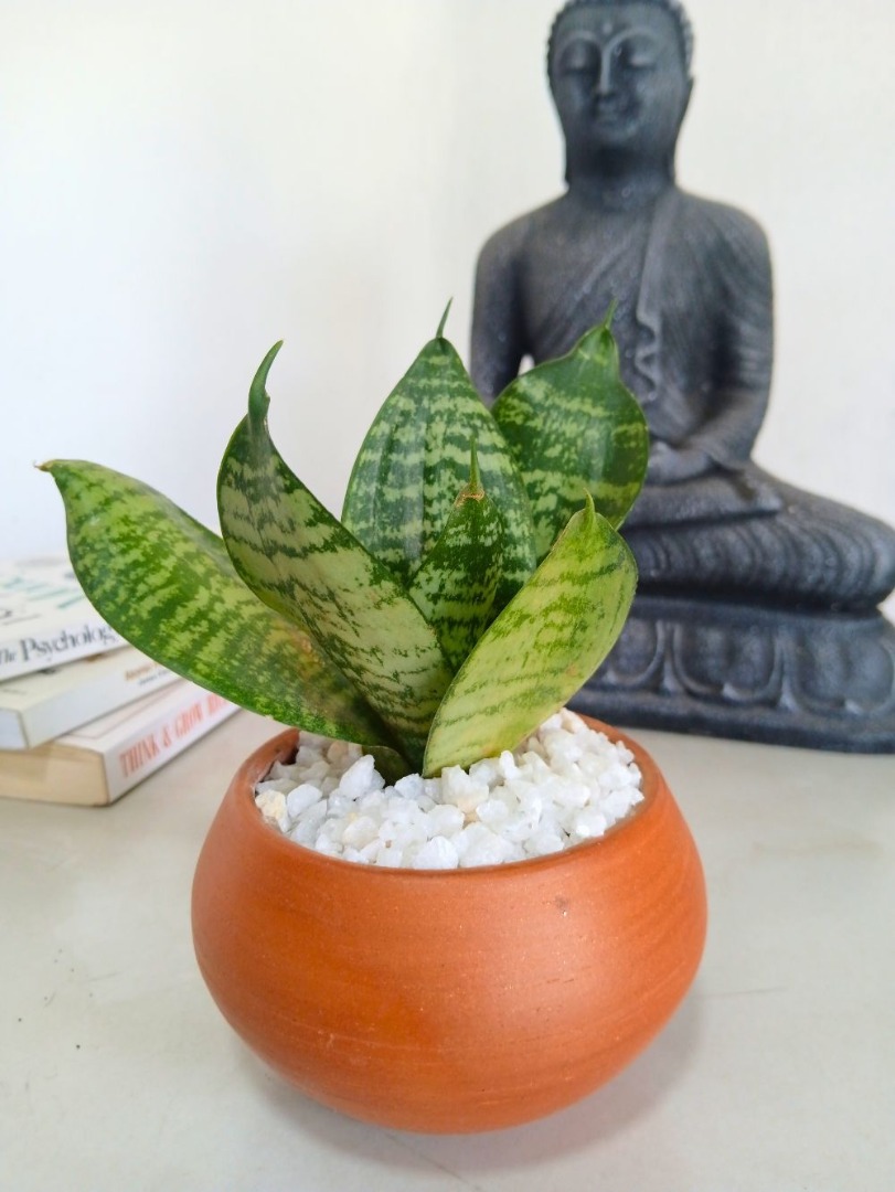 Snake Plant with Clay Pot - Indoor Plant.lk