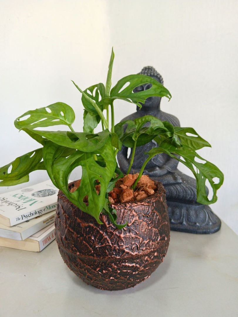 Broken Heart with Large Titanium Pot - Indoor Plant.lk