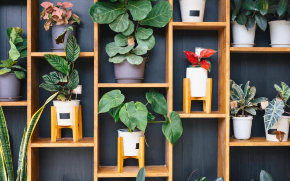 Invite Spring Into Your Space With These Must-Have Houseplants