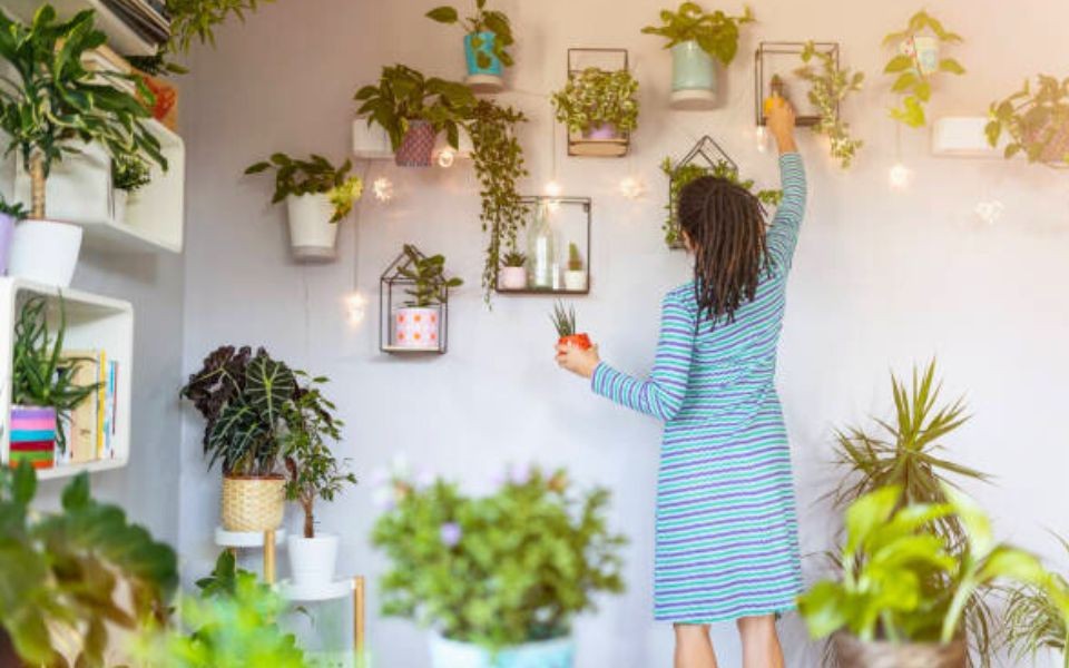 The Best Indoor Plants for Sri Lankan Apartments and Small Spaces - Indoor Plant.lk Blog