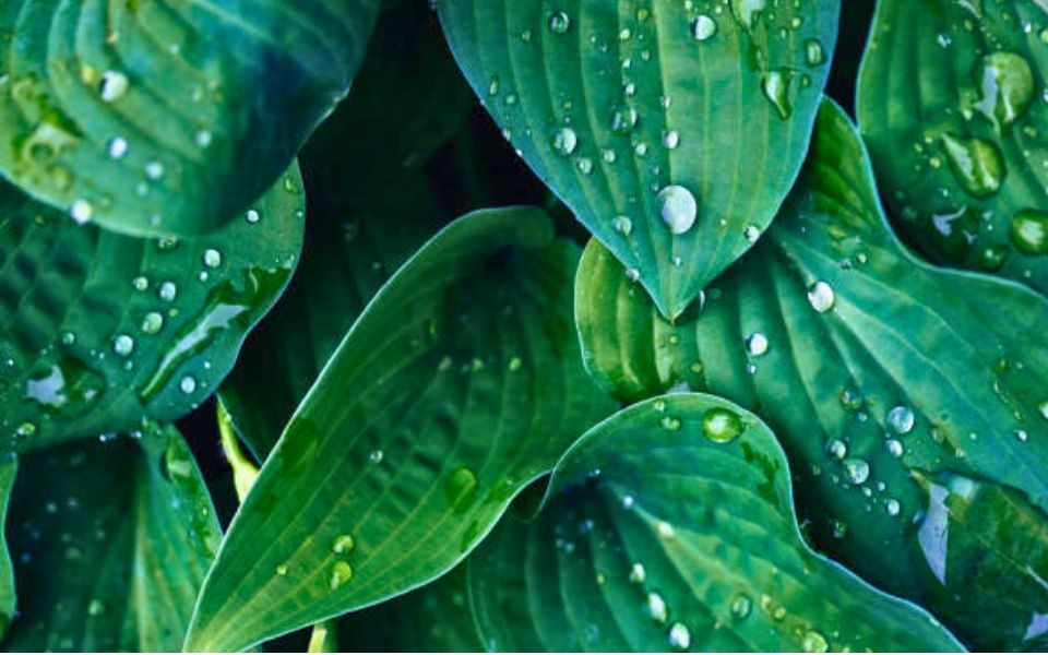 How to Care for Indoor Plants During Sri Lanka’s Rainy Season - Indoor Plant.lk Blog
