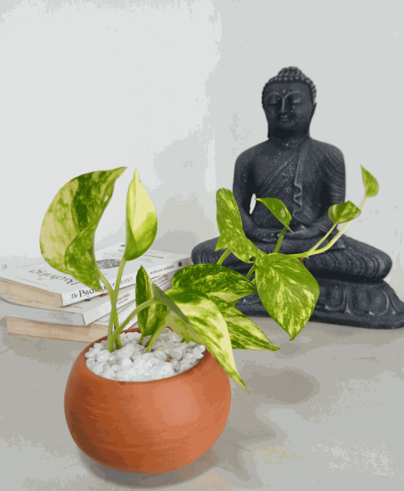 Money Plant with Clay Pot  - Indoor Plant.lk
