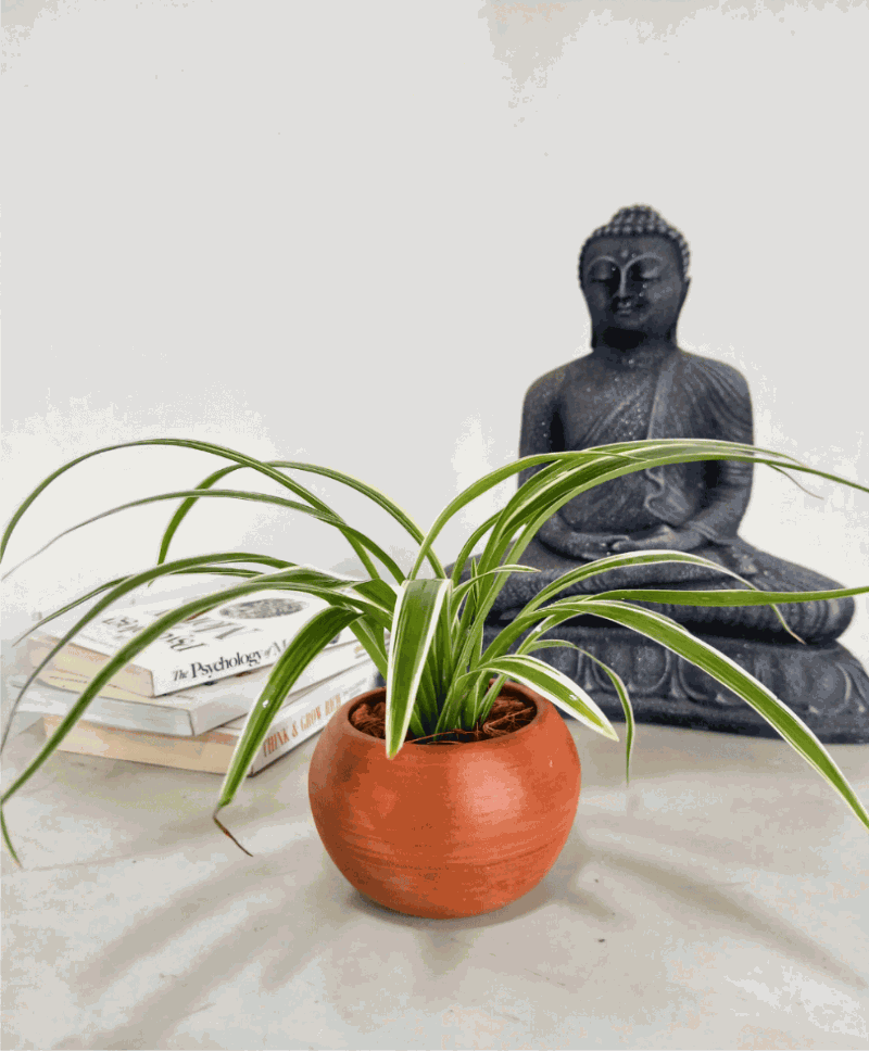 Spider Plant with Clay Pot  - Indoor Plant.lk
