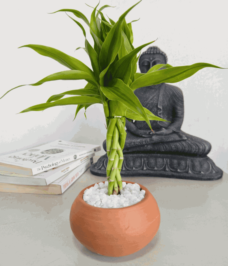 Lucky Bamboo for Good Feng Shui with Clay Pot  - Indoor Plant.lk