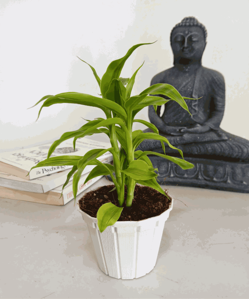 Lucky Bamboo with Plastic Pot - Indoor Plant.lk