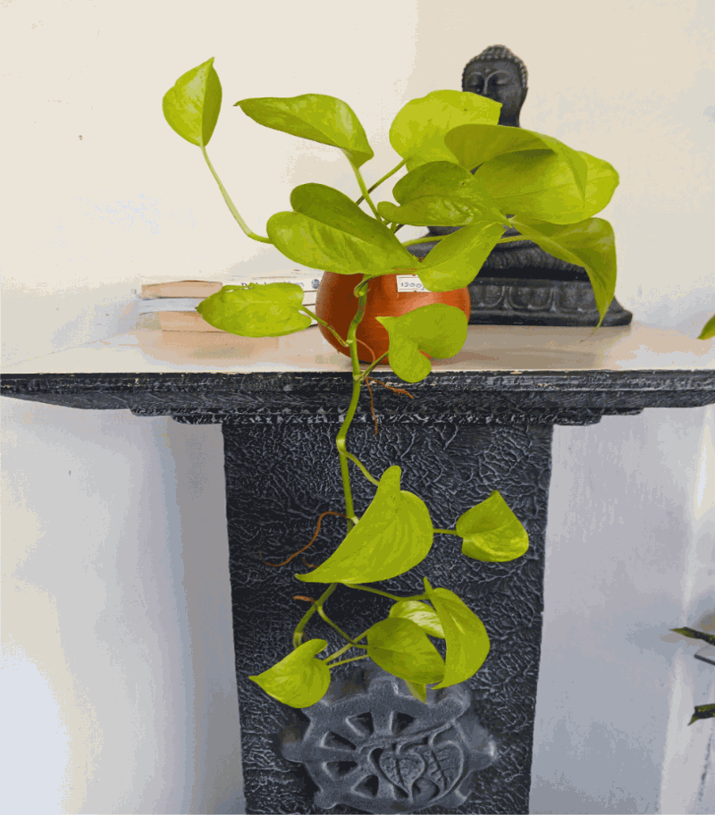 Neon Pathos Money Plant  - Indoor Plant.lk
