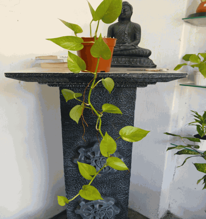 Neon Pathos with Plastic Pot  - Indoor Plant.lk