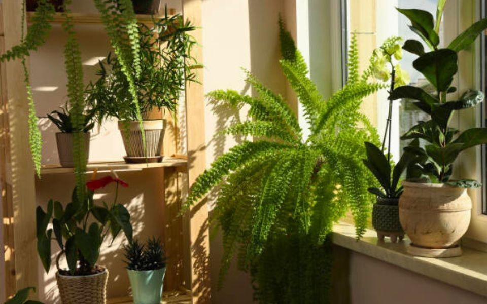 Why Indoor Plants are More Than Just Decor – A Greener Way to Live in Sri Lanka