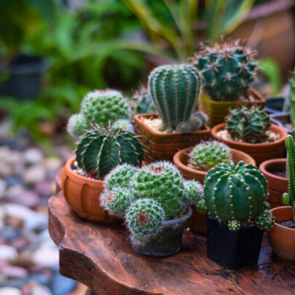 Cactus  plants - Indoor Plant.lk