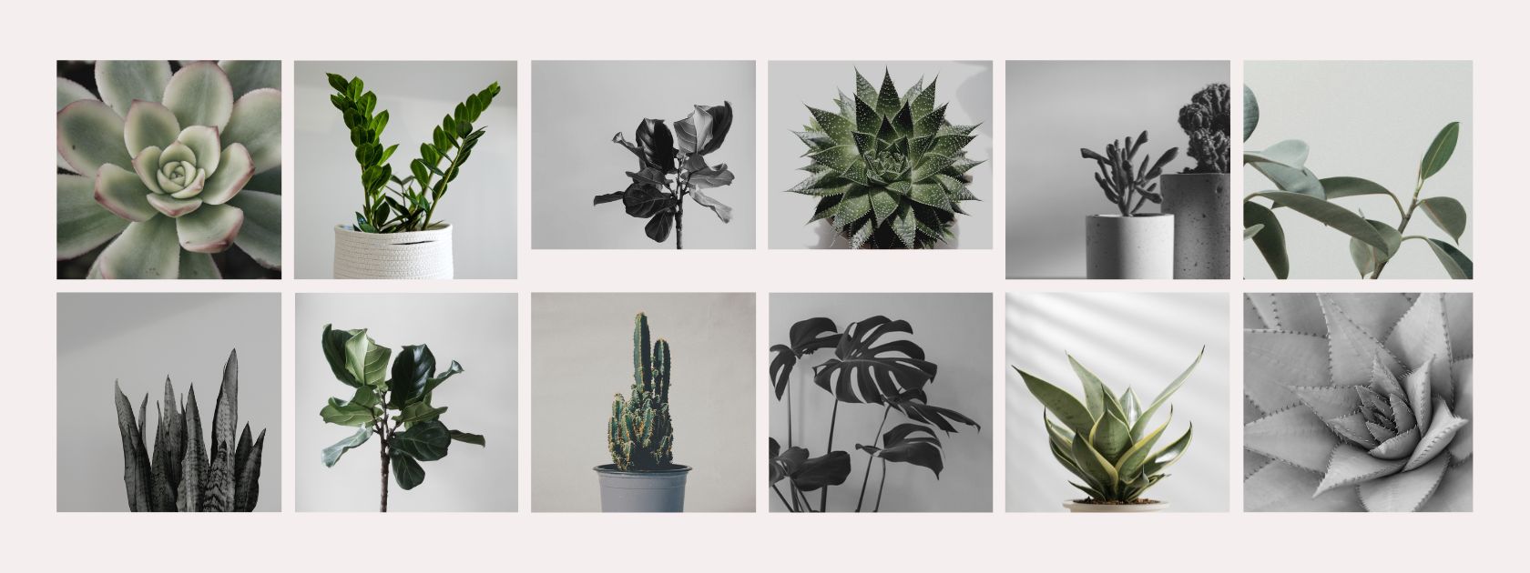 Green Beauties for Every Corner - Indoor Plant.lk