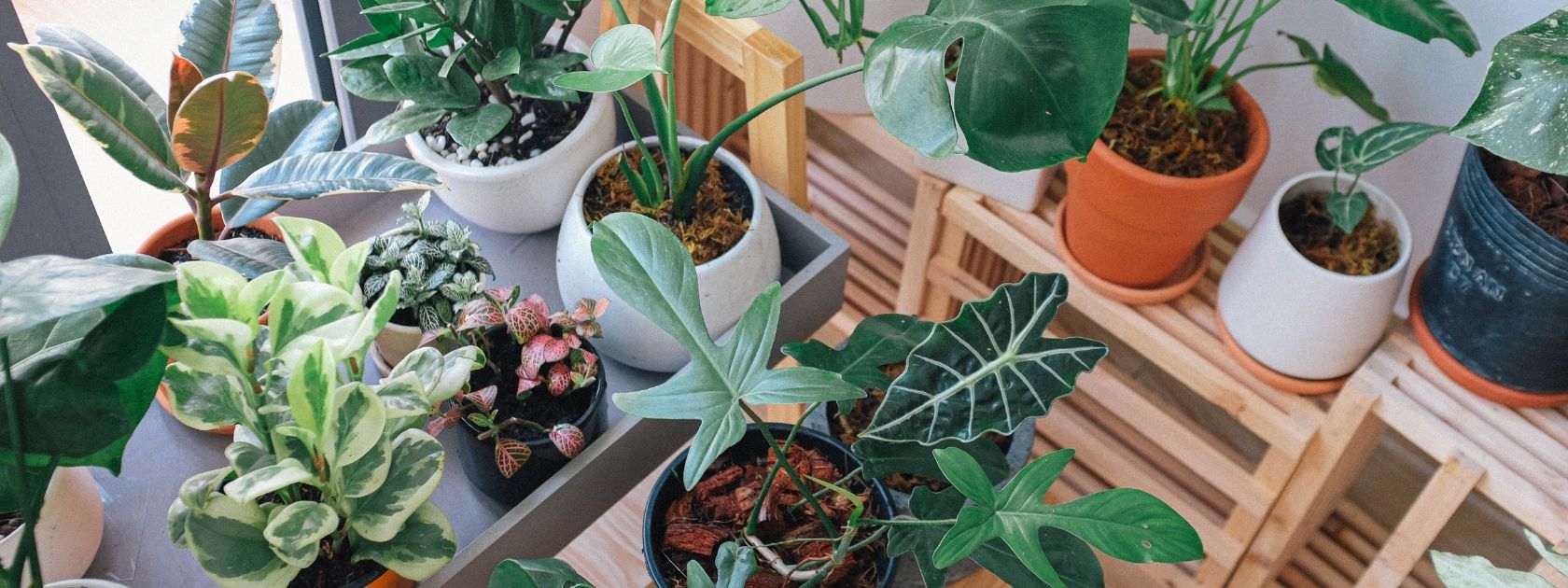 Green Moments, Peaceful Living - Indoor Plant.lk