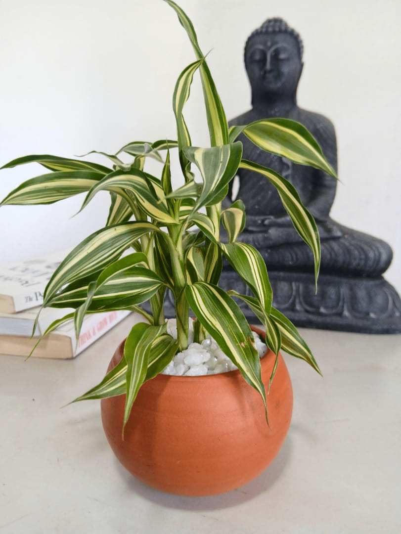 White Stripe Lucky Bamboo with Clay Pot - Indoor Plant.lk