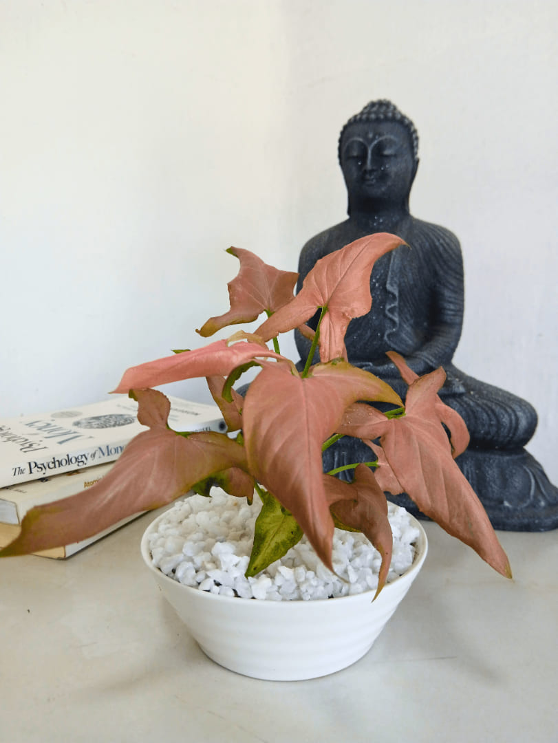 Pink Allusion with Ceramic Pot - Indoor Plant.lk